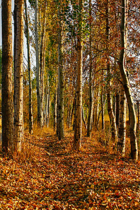 A walking path lined with tall trees displaying vibrant autumn leaves, with a ground covered in fallen foliage.