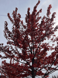 A vibrant red-leafed tree against a cloudy sky.