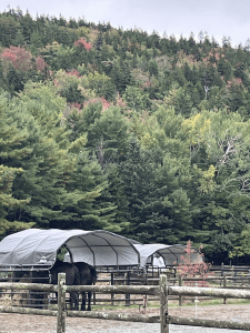 A black horse standing near shaded structures in a fenced area, with a backdrop of colorful autumn trees.