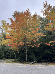 A tree with vibrant orange and red leaves, surrounded by green foliage and a road in the foreground.