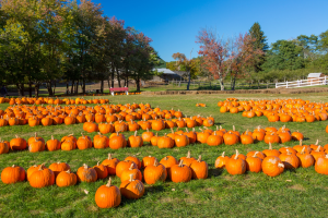 A vibrant pumpkin patch filled with numerous orange pumpkins arranged in rows on a grassy field, with trees in the background under a clear blue sky.