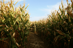 A path through tall corn stalks under a clear blue sky.